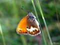 Tweekleurig hooibeestje, Coenonympha arcania