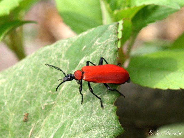 Zwartkopvuurkever, Pyrochroa coccinea